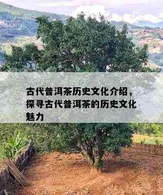 古代普洱茶历史文化介绍，探寻古代普洱茶的历史文化魅力