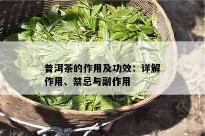 普洱茶的作用及功效：详解作用、禁忌与副作用