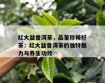 红大益普洱茶，品鉴珍稀好茶：红大益普洱茶的独特魅力与养生功效