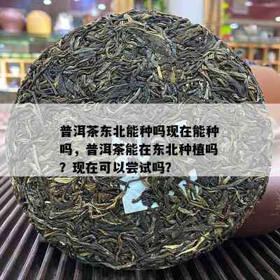 普洱茶东北能种吗现在能种吗，普洱茶能在东北种植吗？现在可以尝试吗？