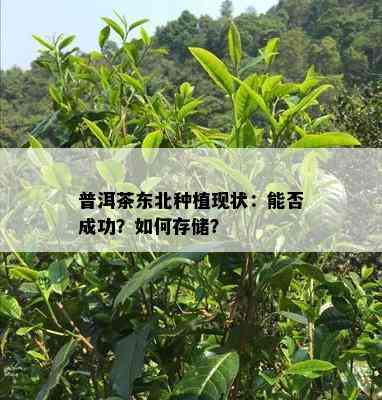 普洱茶东北种植现状：能否成功？如何存储？