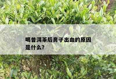 喝普洱茶后鼻子出血的原因是什么？