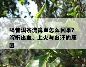 喝普洱茶流鼻血怎么回事？解析出血、上火与出汗的原因