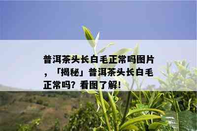 普洱茶头长白毛正常吗图片，「揭秘」普洱茶头长白毛正常吗？看图了解！