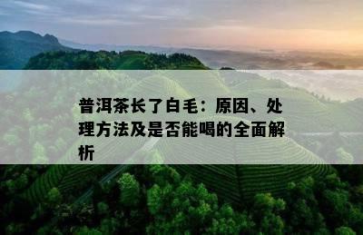 普洱茶长了白毛：原因、处理方法及是否能喝的全面解析