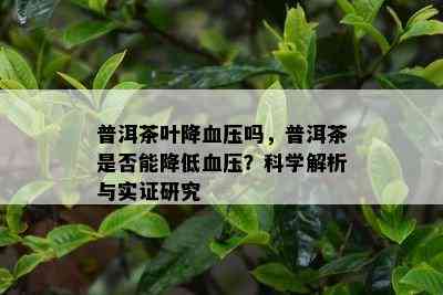 普洱茶叶降血压吗，普洱茶是否能降低血压？科学解析与实证研究