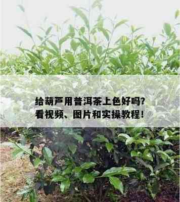 给葫芦用普洱茶上色好吗？看视频、图片和实操教程！