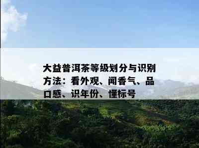 大益普洱茶等级划分与识别方法：看外观、闻香气、品口感、识年份、懂标号