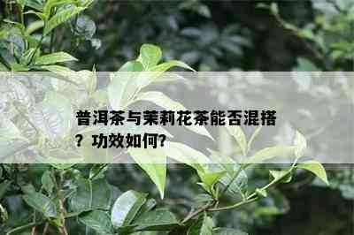 普洱茶与茉莉花茶能否混搭？功效如何？