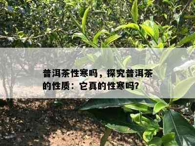 普洱茶性寒吗，探究普洱茶的性质：它真的性寒吗？