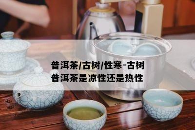 普洱茶/古树/性寒-古树普洱茶是凉性还是热性