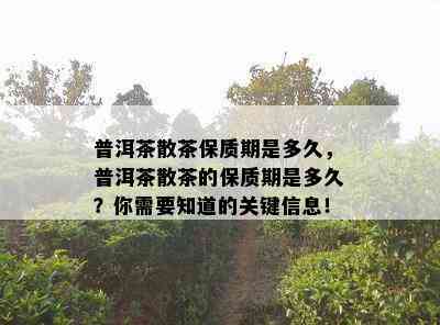 普洱茶散茶保质期是多久，普洱茶散茶的保质期是多久？你需要知道的关键信息！