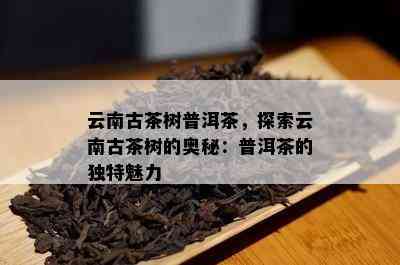 云南古茶树普洱茶，探索云南古茶树的奥秘：普洱茶的独特魅力