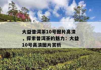 大益普洱茶10号图片高清，探索普洱茶的魅力：大益10号高清图片赏析