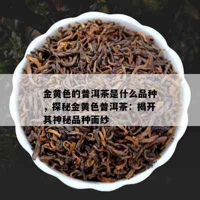 金黄色的普洱茶是什么品种，探秘金黄色普洱茶：揭开其神秘品种面纱