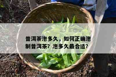 普洱茶泡多久，如何正确泡制普洱茶？泡多久最合适？