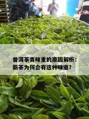 普洱茶青味重的原因解析：新茶为何会有这种味道？