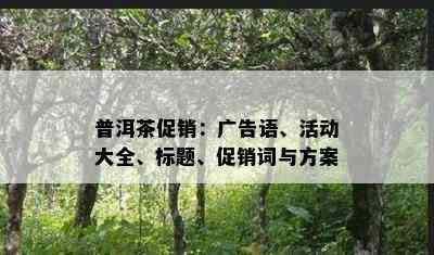 普洱茶促销：广告语、活动大全、标题、促销词与方案