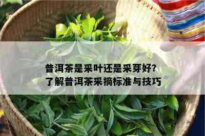 普洱茶是采叶还是采芽好？了解普洱茶采摘标准与技巧