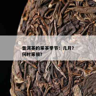 普洱茶的采茶季节：几月？何时采摘？