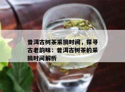 普洱古树茶采摘时间，探寻古老韵味：普洱古树茶的采摘时间解析