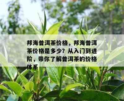 邦海普洱茶价格，邦海普洱茶价格是多少？从入门到进阶，带你了解普洱茶的价格体系