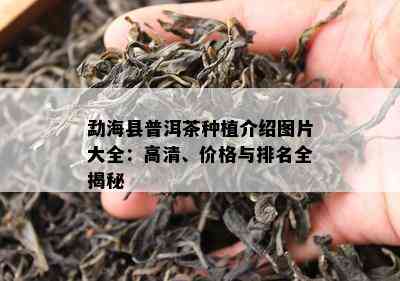 勐海县普洱茶种植介绍图片大全：高清、价格与排名全揭秘