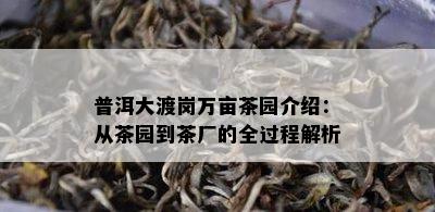 普洱大渡岗万亩茶园介绍：从茶园到茶厂的全过程解析