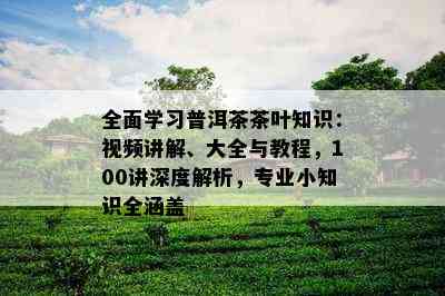 全面学习普洱茶茶叶知识：视频讲解、大全与教程，100讲深度解析，专业小知识全涵盖
