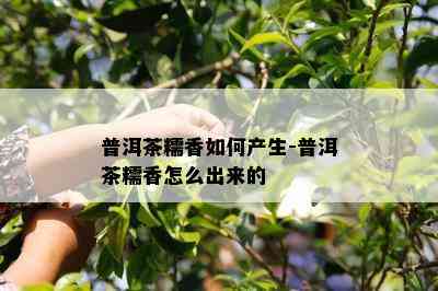 普洱茶糯香如何产生-普洱茶糯香怎么出来的