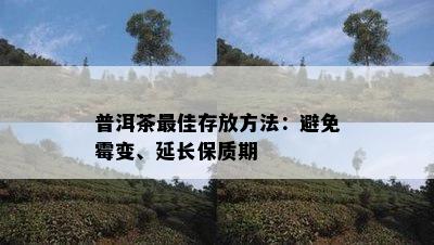 普洱茶更佳存放方法：避免霉变、延长保质期