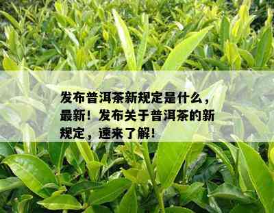 发布普洱茶新规定是什么，最新！发布关于普洱茶的新规定，速来了解！