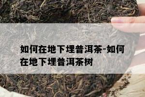 如何在地下埋普洱茶-如何在地下埋普洱茶树