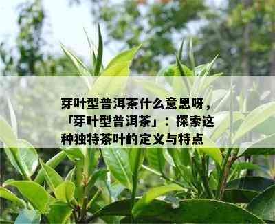 芽叶型普洱茶什么意思呀，「芽叶型普洱茶」：探索这种独特茶叶的定义与特点