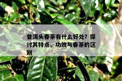 普洱头春茶有什么好处？探讨其特点、功效与春茶的区别