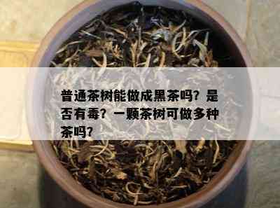 普通茶树能做成黑茶吗？是否有？一颗茶树可做多种茶吗？