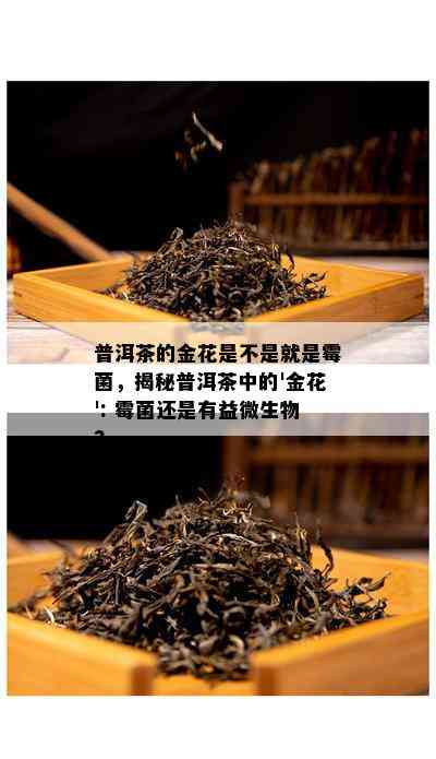 普洱茶的金花是不是就是霉菌，揭秘普洱茶中的'金花': 霉菌还是有益微生物?