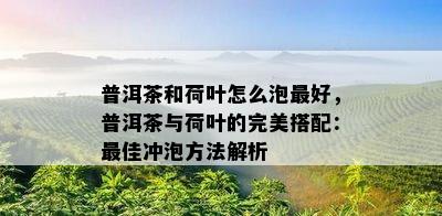 普洱茶和荷叶怎么泡更好，普洱茶与荷叶的完美搭配：更佳冲泡方法解析