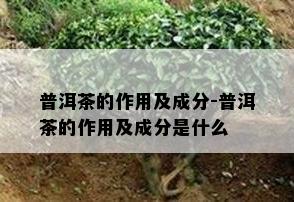 普洱茶的作用及成分-普洱茶的作用及成分是什么