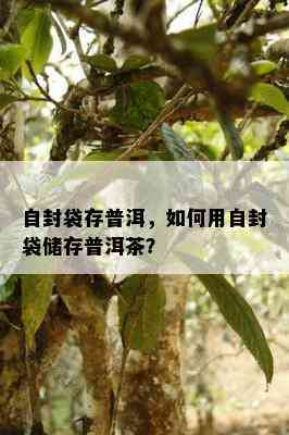 自封袋存普洱，如何用自封袋储存普洱茶？