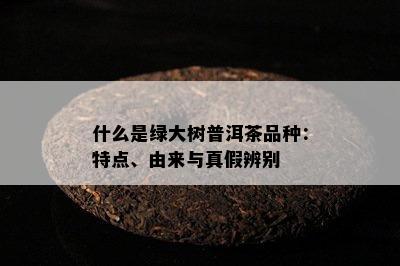 什么是绿大树普洱茶品种：特点、由来与真假辨别