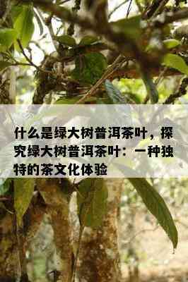 什么是绿大树普洱茶叶，探究绿大树普洱茶叶：一种独特的茶文化体验