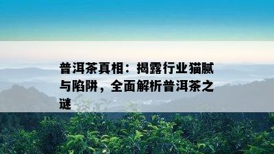 普洱茶真相：揭露行业猫腻与陷阱，全面解析普洱茶之谜