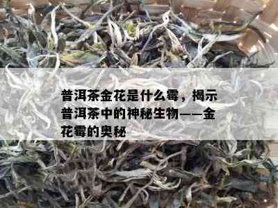 普洱茶金花是什么霉，揭示普洱茶中的神秘生物——金花霉的奥秘