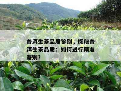 普洱生茶品质鉴别，探秘普洱生茶品质：如何进行精准鉴别？