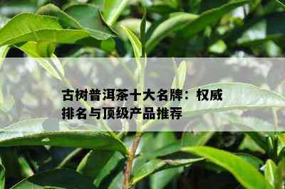 古树普洱茶十大名牌：权威排名与顶级产品推荐