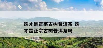 这才是正宗古树普洱茶-这才是正宗古树普洱茶吗