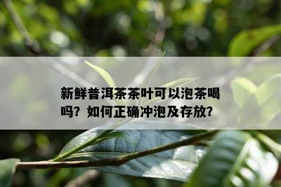 新鲜普洱茶茶叶可以泡茶喝吗？如何正确冲泡及存放？