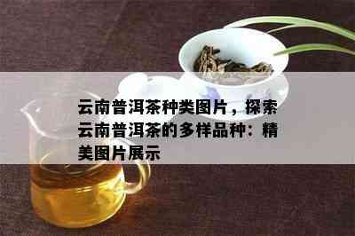 云南普洱茶种类图片，探索云南普洱茶的多样品种：精美图片展示