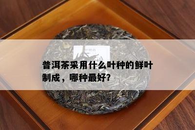 普洱茶采用什么叶种的鲜叶制成，哪种更好？